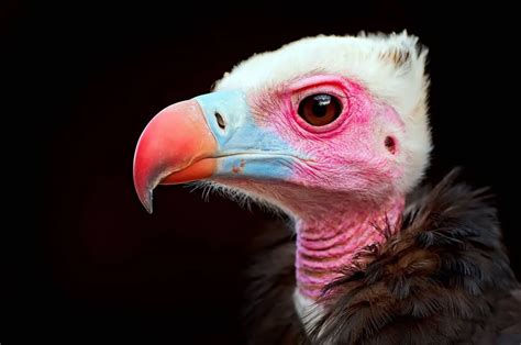 20 Fascinating Facts About Vultures That Will Amaze You