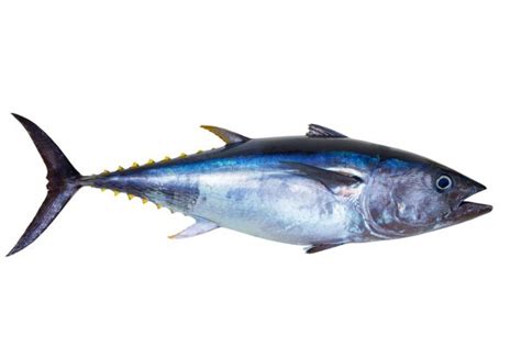 Pics of oun tuna : Pics Of Oun Tuna / 145 647 Tuna Fish Stock Photos Images Download Tuna Fish Pictures On ...