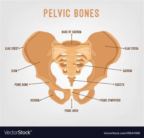 Human pelvis image Royalty Free Vector Image - VectorStock