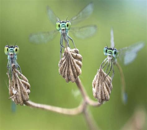 Pin By Cassy Chester On Insects Amphibians And Reptiles Damselfly