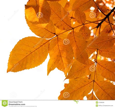 Autumn Yellow Leaves Isolated Stock Photo Image Of Background