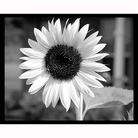 Black And White Sunflower Night Light Designs