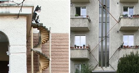 Photographer Documents The Phenomenon Of Cat Ladders In