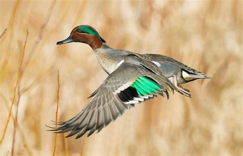 Green Winged Teal Male Duck Pictures Bird Hunting Waterfowl Taxidermy