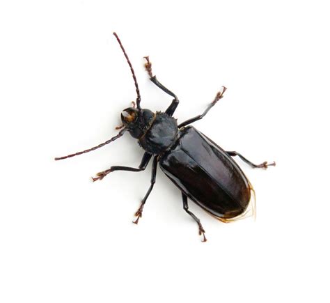 Common House Beetles