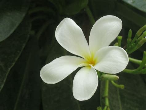 √ Jasmine Flower Image