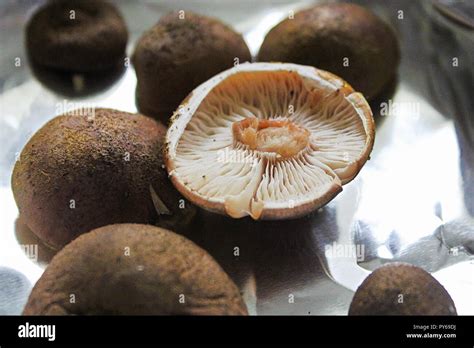 Placing Honey Mushrooms On Foil To Get Spore Prints Stock Photo Alamy