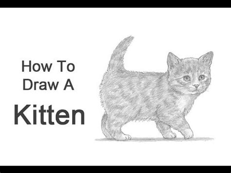 Leopard is also a cat! How to Draw a Kitten - YouTube