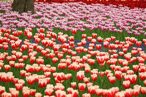 Wallpapers Tulips Flowers Many