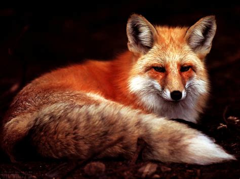 Aesthetic Wallpaper Fox Red Fox Animals 🔥 Free Top Wallpapers