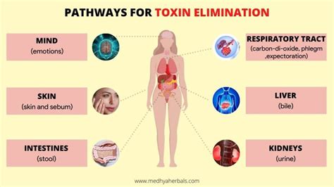 11 Warning Signs Of Toxin Overload In The Body Ayurvedic Detox Tips