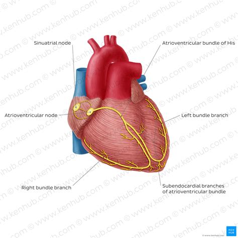 Art Labeling Activity Overview Of The Cardiac Conduction System