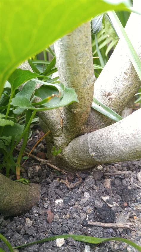 Zum pflegen der hübschen hibiskus finden sie hier die kulturanleitung mit standort einige arten der großen gattung hibiscus (eibisch, hibiskus) werden nicht nur im garten sondern auch in. Hibiskus pflanzen: Expertentipps für Standort & Vermehrung ...