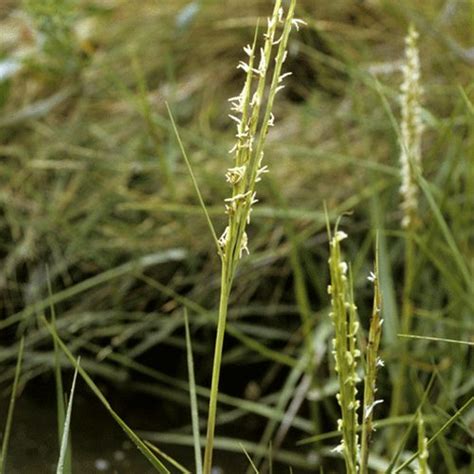 How To Control Johnsongrass In Hay Field - how to control johnsongrass in hay field
