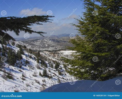 Arz Al Barouk Lebanon Cedars Snow Season Stock Photo Image Of