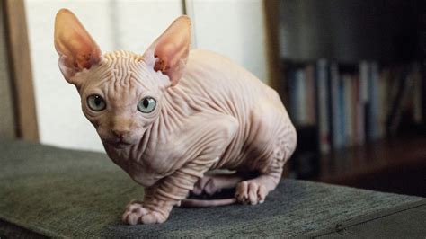 7 Bald And Beautiful Hairless Cat Breeds Petsradar
