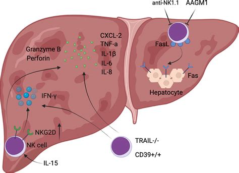 Frontiers Natural Killer Cells In Hepatic Ischemia Reperfusion Injury