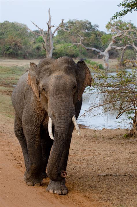 The African and Asian Elephant: Defining features | Londolozi Blog