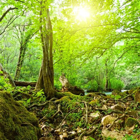 Forest Scene Stock Photo Image Of Flowing Environment 28954558