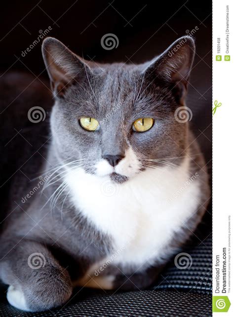 Grey And White Cat Portrait Royalty Free Stock Photos
