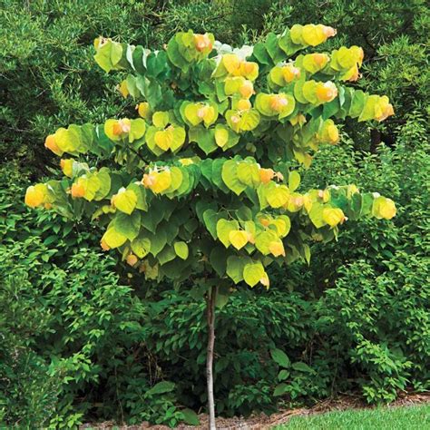 Purple Flowering Tree Central Florida - Purple Flowering Tree South Florida