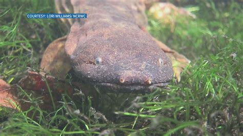 Hellbender Salamanders Often Found In East Tennessee See Population