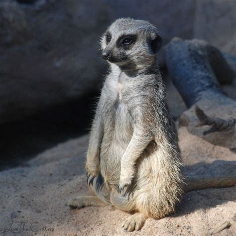 This Is A Meerkat Also Known As Suricate They Are Native To Southern