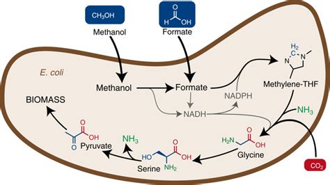 Growth Of E Coli On Formate And Methanol Via The Reductive Glycine Pathway Nature Chemical