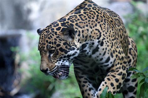 Jaguar Tropical Rainforest Animals Big Cat Jaguar Panthera Onca In