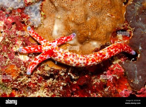 Comet Sea Star Regenerating Hi Res Stock Photography And Images Alamy