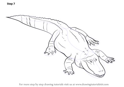 Learn How To Draw A Alligator Reptiles Step By Step Drawing Tutorials