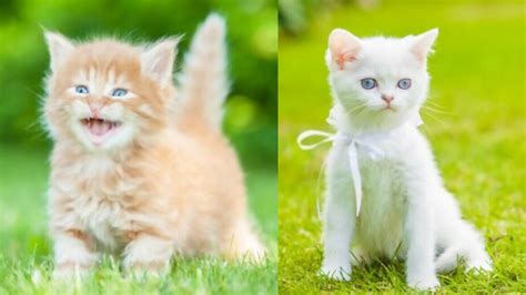 Top 10 The Cutest Cat Breed In The World The Most Cutest