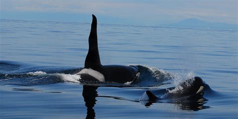 Southern Resident Orca Whales Ocean Ecoventures
