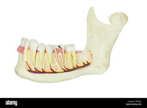 Human Jaw Bone Structure