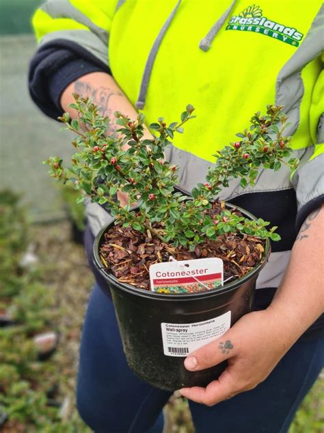 Cotoneaster Horizontalis Leaves