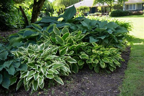 The Hosta Care Guide Utah Style And Design