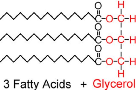 Triglycéride Triacylglycerol Triacylglycerols