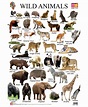 Wild animals pictures, Animals name in english, Animals wild