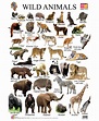 Wild Animals With Names - WallpapersAK | Wild animals pictures, Animals ...