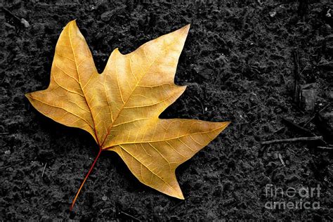 Lone Leaf Photograph By Carlos Caetano Pixels
