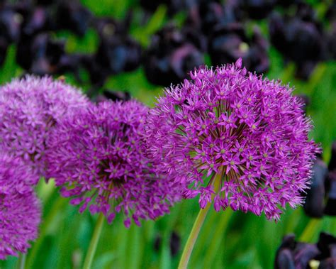 Allium Purple Sensation Bulbs — Buy Dutch Garlic Online At Farmer