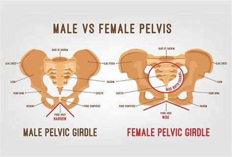 Differences Between Male Pelvis And Female Pelvis Online Science Notes