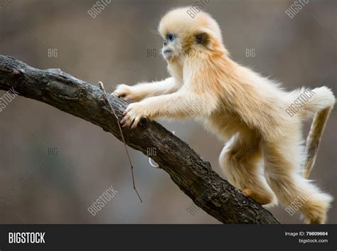 Baby Monkey Climb Tree Image And Photo Free Trial Bigstock