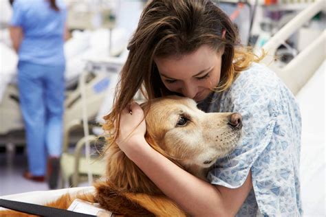 Therapy Dogs In Hospitals Online First Aid
