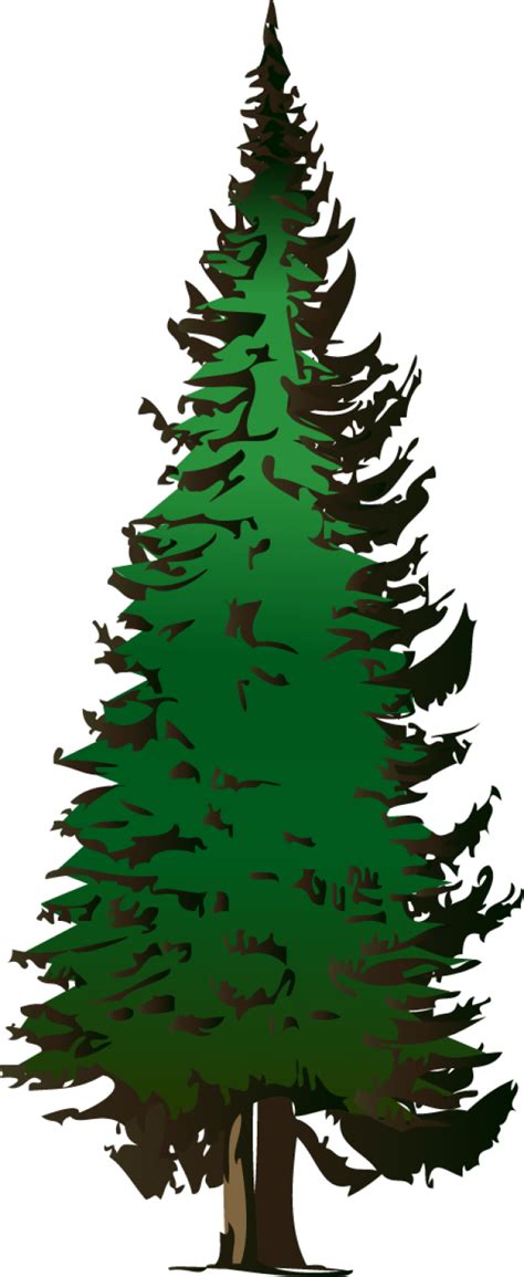 Clip Art Evergreen Tree Silhouette Best Free Library