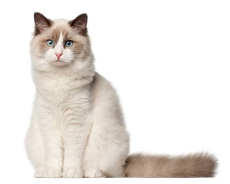 Ragdoll Cat Stock Photos Pictures And Royalty Free Images Istock
