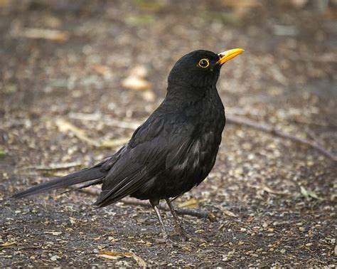 Mr Blackbird Male Blackbird Turdus Merula Standing On A Flickr