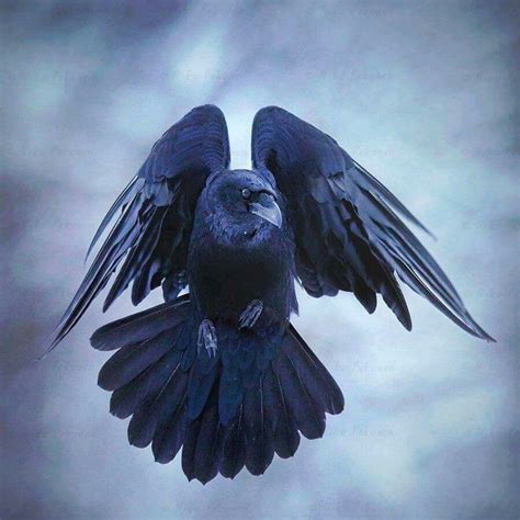 Pin By Dave Meyer On Nature Raven Photography Raven Bird Raven Art