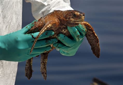 Threats To Sea Turtles From Oil Spills Lessons Learned During A