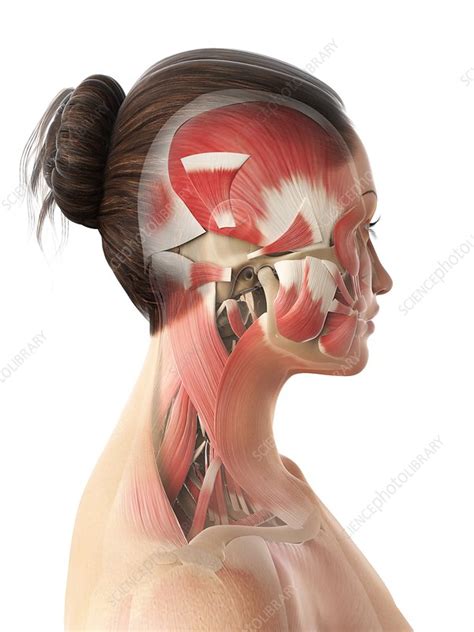 Female Head And Neck Muscles Artwork Stock Image F